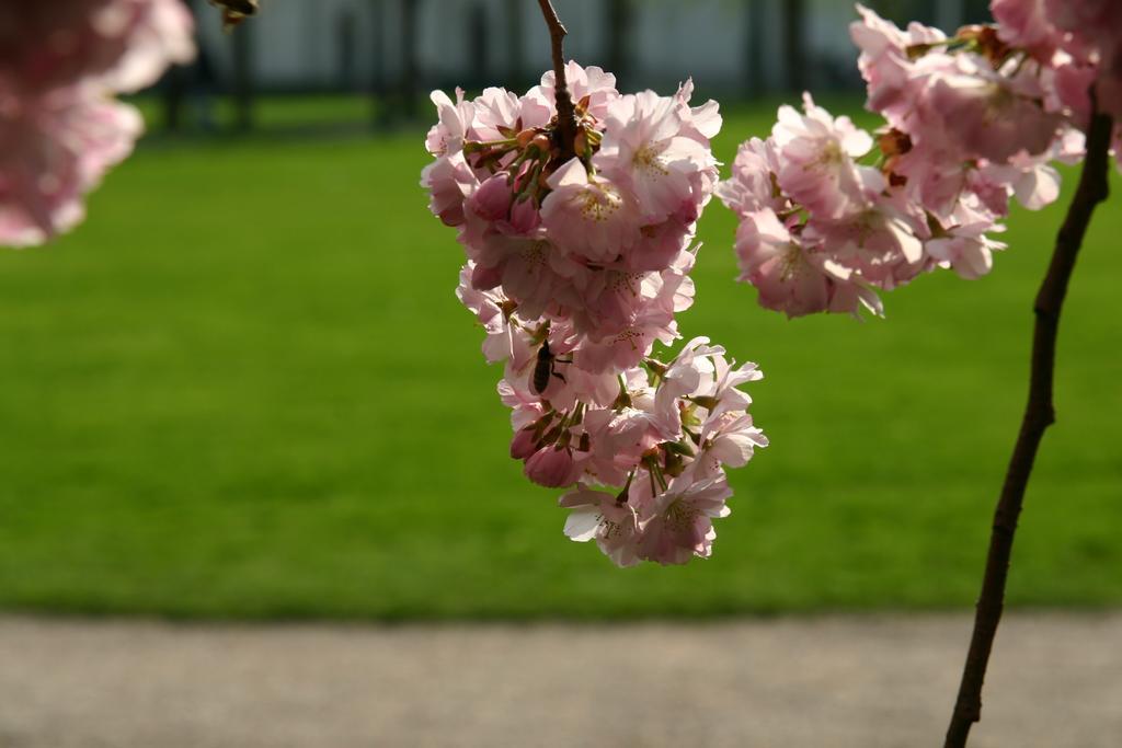 Apparthaus Pfeifer Baden-Baden Exteriör bild